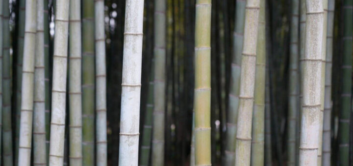 Bambuszaun